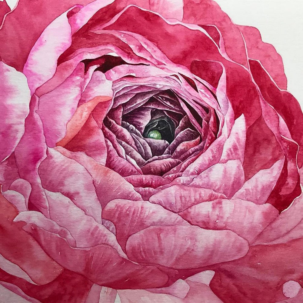 Ranunculus By Stacy Ann Pugh