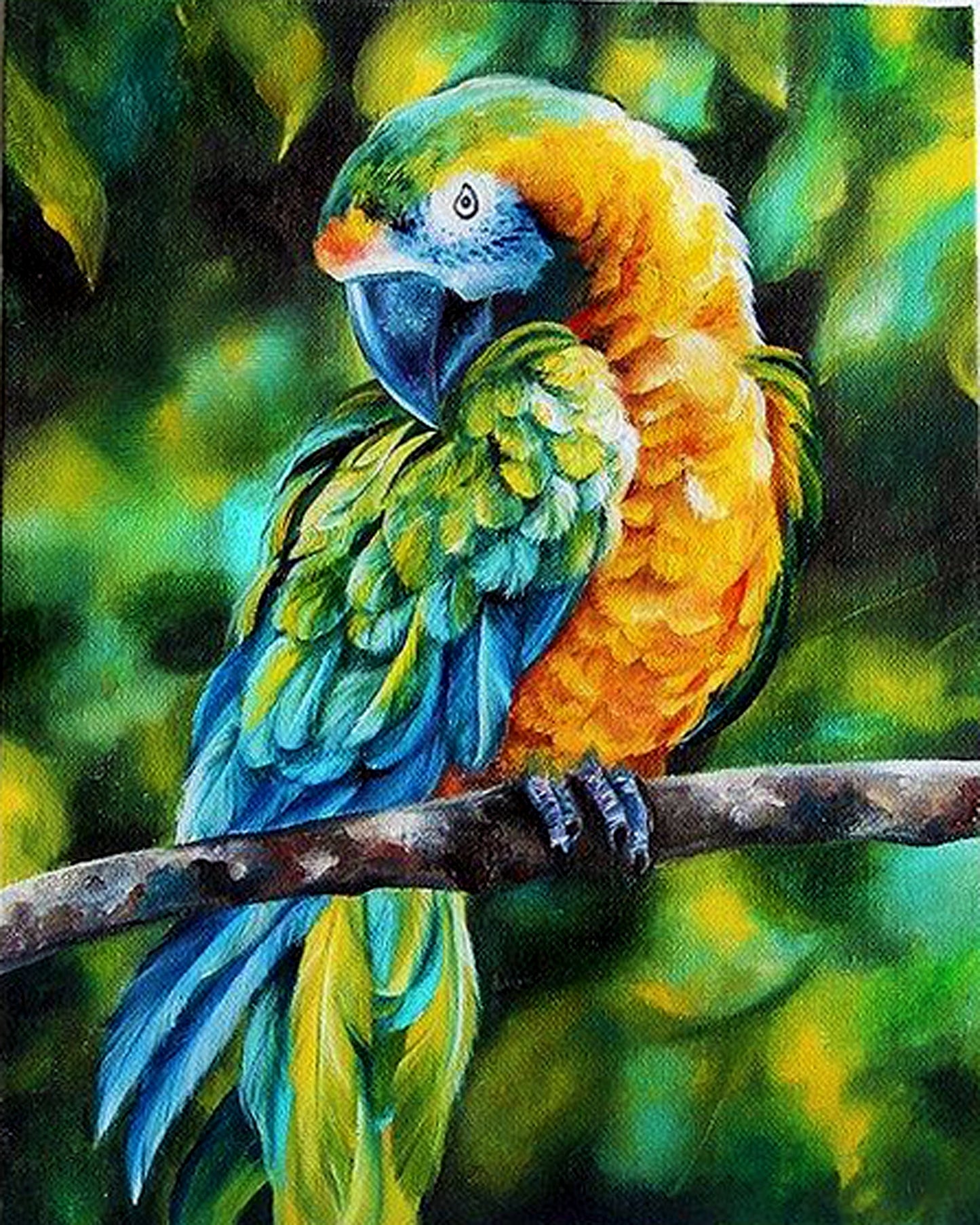 Macaw By Diana Tuchs