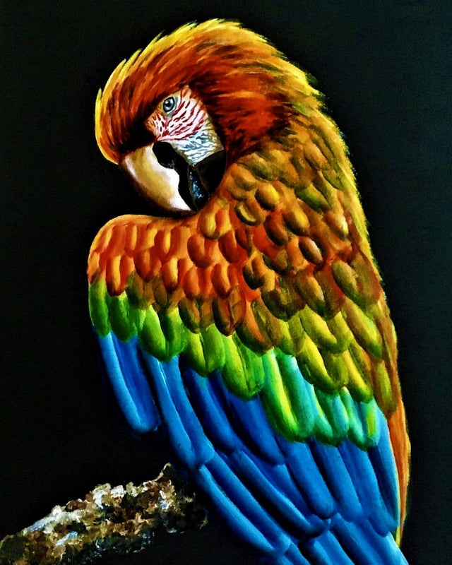 Colourful Parrot By Paulina Ponsford
