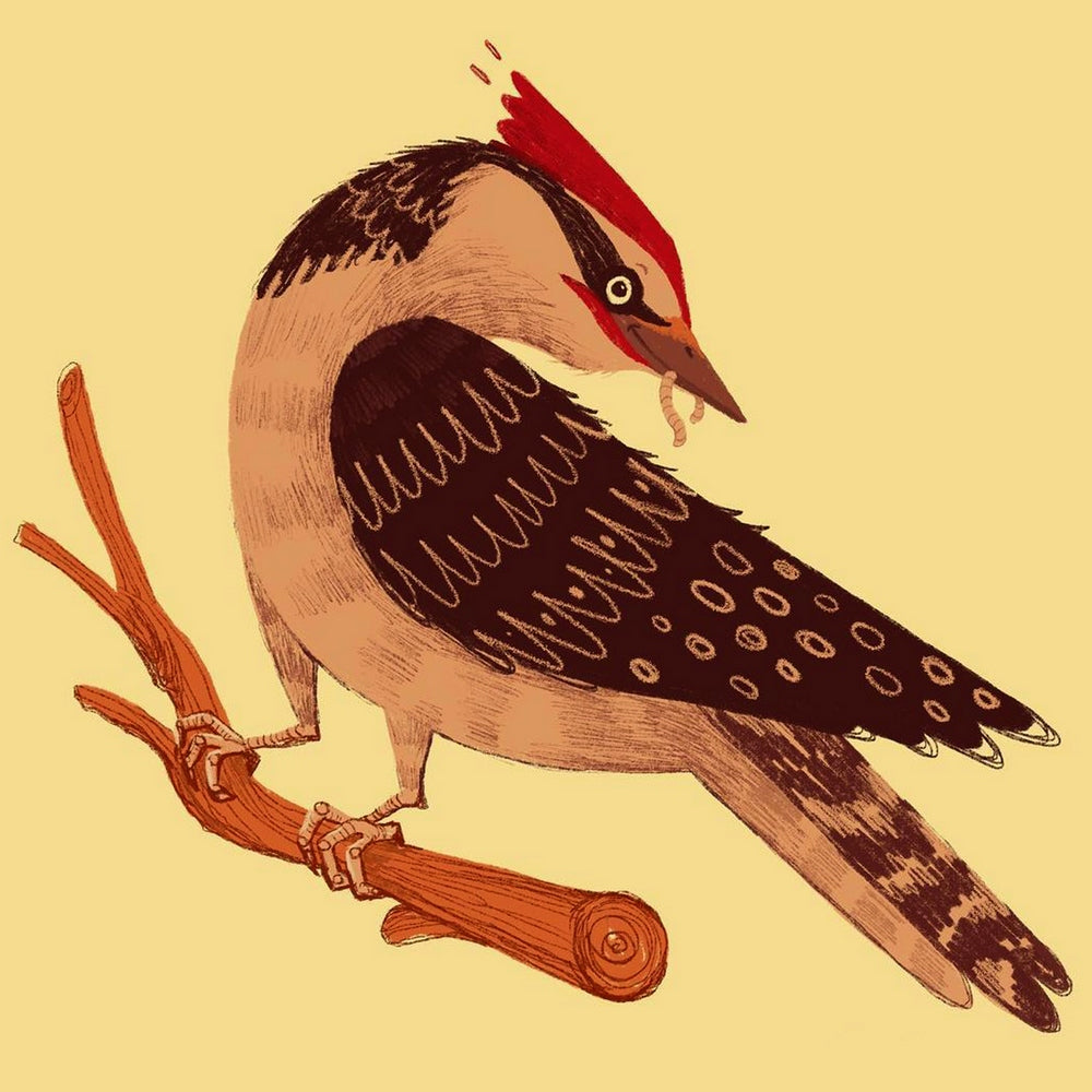 Woodpecker By Zuzanna Sak