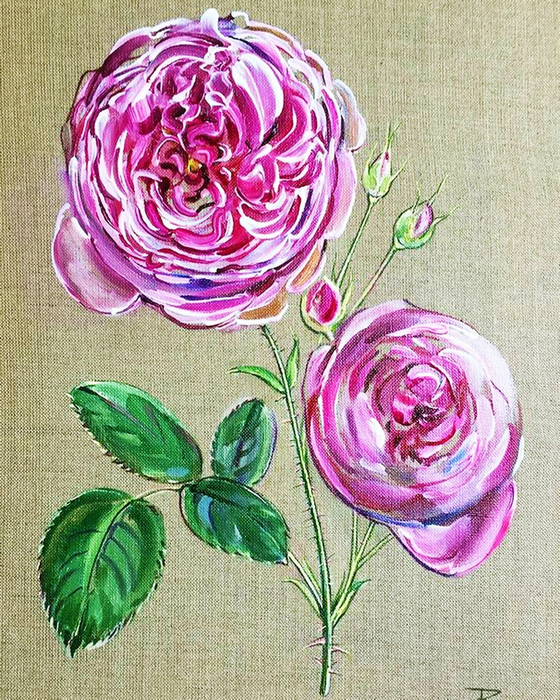 Rosa centifolia By Tatiana Mints